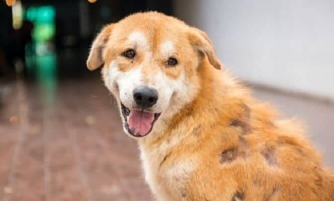 Chẩn đoán bệnh ngoài da cho động vật