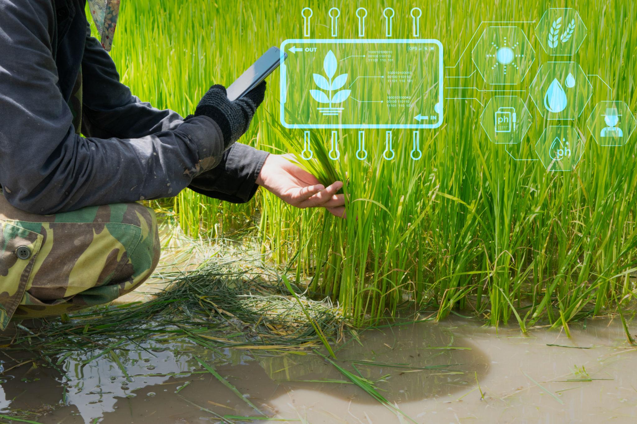 Chatbot chẩn đoán bệnh cây trồng